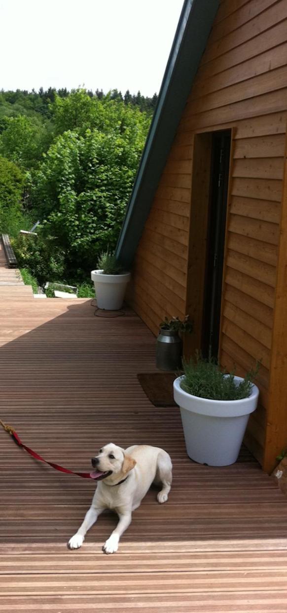 Loft Home, Sauna&Pool Osenbach Exterior foto